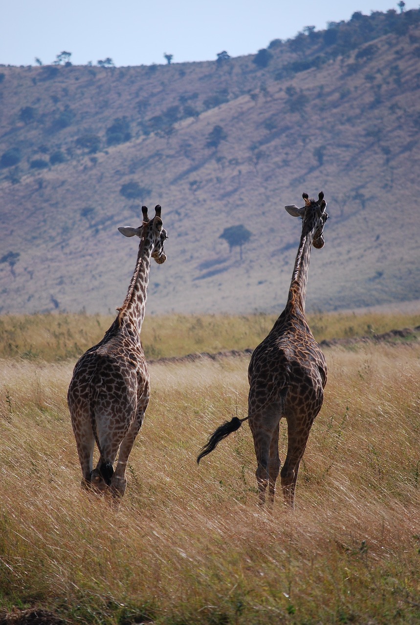 giraffe, africa, zambia-2292637.jpg