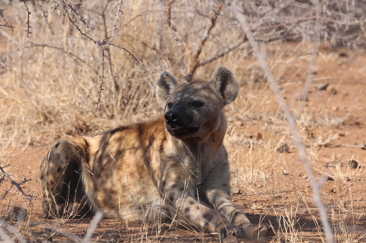 hyena, scavenger, wild-2860230.jpg